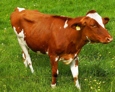Informationen und Angebote zu Deutsches Rotbuntes Holsteinrind 